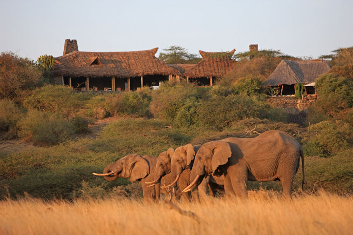 Safari - Elephants